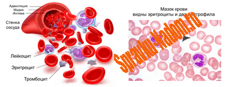 анализ крови 